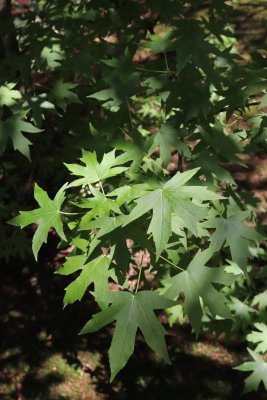 Liquidambar styraciflua 'Worplesdon' - ambroň západní - listy
